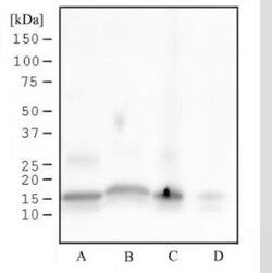 Histone H3, p Ser28 Antibody (117C826) - BSA Free, Novus Biologicals 0.1mg;